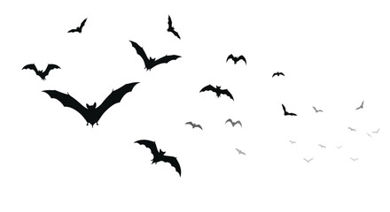 A vector illustration of flying bats, dark silhouette on a white background, white background