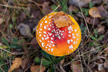 red poisonous fly agaric in the autumn in the forest, dangerous to health red poisonous mushrooms with white dots in the autumn forest