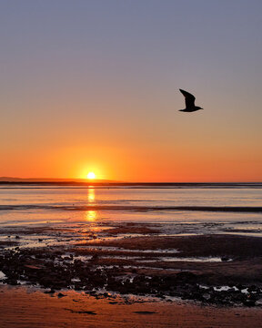 Burnham-On-Sea Sunset with seagull