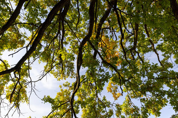 Fototapeta premium close up foliage and branches in the autumn season before the fall of leaves, one oak in autumn, part of the foliage of which began to change color to yellow and orange