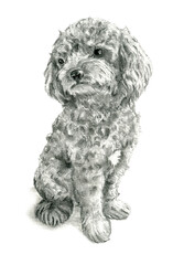 Red Toy Poodle Pencil Sketch