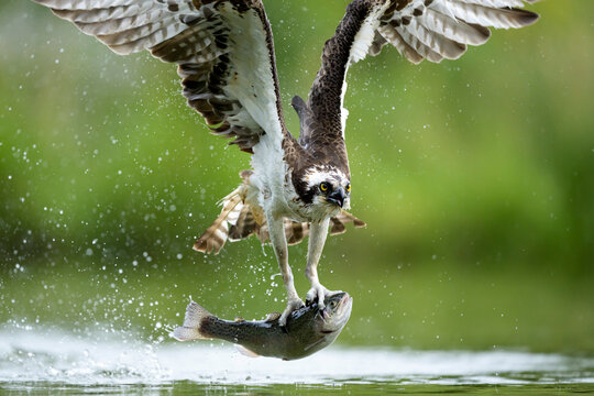 Osprey catching fish on lake in Scotland with outstretched wings