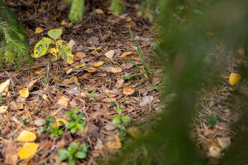 yellowing foliage of trees, wildlife with plants and shrubs in the autumn closeup