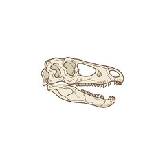 Dinosaur Skull