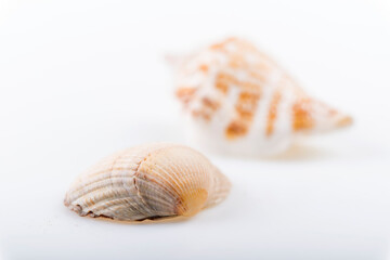 Muschelschalen in Nahaufnahme