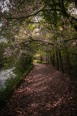 Fototapeta premium Blooming Petals and Tender Leaves Spiral Along Remote Trail in Verdant Spring Forest spring season nature landscape photo wallpaper background