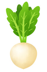 カブのイラスト
