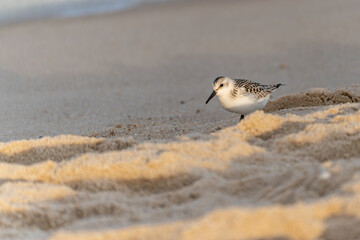 A Sanderling walks along the sandy beach in search of food. The small bird appears vibrant in the golden light.