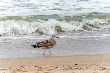 A young herring gull walks along the beach. In the background, waves break on the shore.