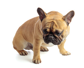 French bulldog isolated on a white background.