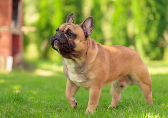 Beige French bulldog on a green lawn in park.
