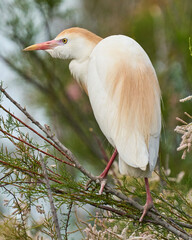 AVES DE DO&Ntilde;ANA