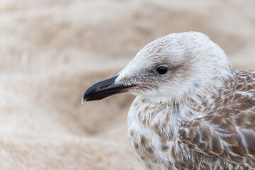 Juvenile Gull portrait close-up. Close-up of a juvenile gull with fine detail of its beak and feathers. The birds eye stands out against the sandy background.