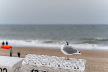 Seagull on beach chair with sea background. An adult seagull perches on a wicker beach chair...