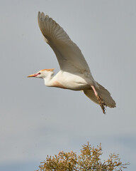 AVES DE DOÑANA