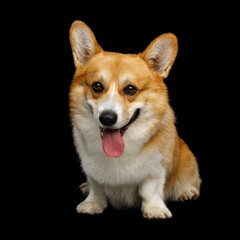 Portrait of Funny dog corgi pembroke in studio in front of black background