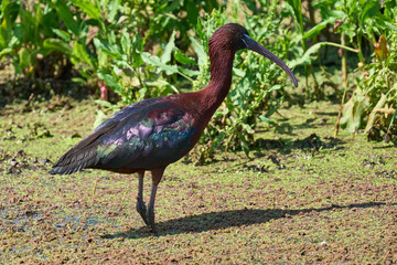 AVES DE DOÑANA