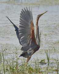 AVES DE DO&Ntilde;ANA