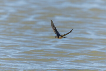 Barn Swallow Hirundo rustica in flight 
