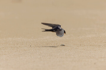 Barn Swallow Hirundo rustica in flight 