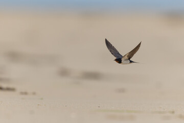 Naklejka premium Barn Swallow Hirundo rustica in flight 