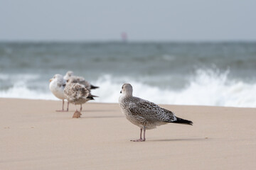 Obraz premium Seagulls stand on a sandy beach near the sea, with waves breaking in the background. The focus is on one gull in front, while others blur into the distance.
