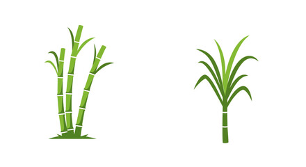 Obraz premium Sugarcane plant illustrations vector art of green stalks and leaves