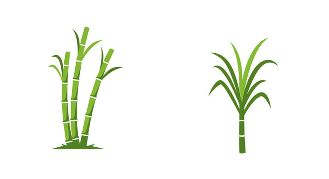 Sugarcane plant illustrations vector art of green stalks and leaves