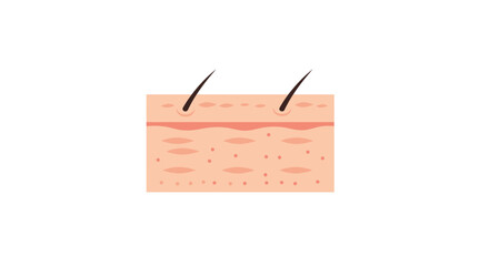 Diagram of skin layers illustration for medical or educational purposes