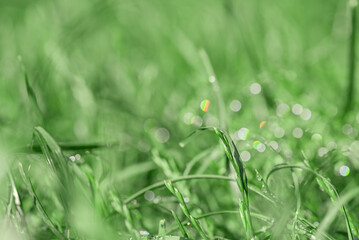 Natural background green grass thin focus part with water drops.