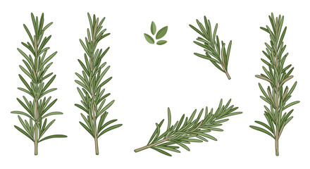 Fototapeta premium Fresh rosemary sprigs and leaves with a white background.