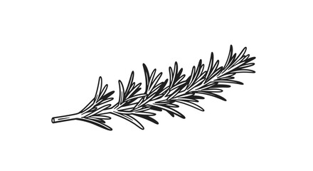 Rosemary sprig illustration on white background for culinary and design