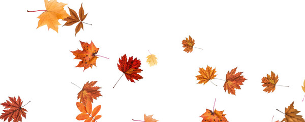 Autumn falling leaves on transparent background, vector, png. Wave of falling leaves in the wind, leaf fall. Rowan berries, acorns, yellow leaves of oak, maple, birch, rowan. © Александр Боярин