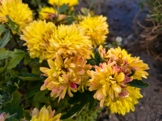 Vibrant cluster of blooming chrysanthemums in yellow, pink, and orange hues. Garden setting with green leaves, soil, and a closed bud hinting at ongoing bloom.