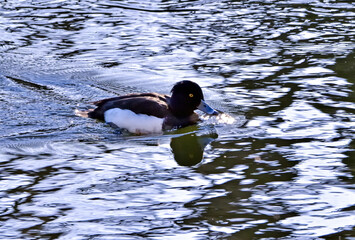池を泳ぐキンクロハジロ