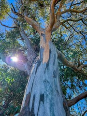 Eucalyptus trunk