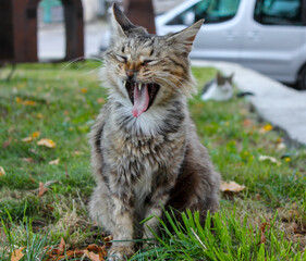 Obraz premium A long-haired stray cat sits in the grass with its mouth wide open in a funny, dramatic yawn, showing its tongue. A second cat is blurred in the background.