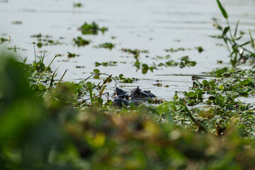 Caiman eyes peering through floating vegetation in Pantanal lagoon