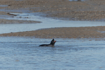 Common seal Phoca vitulina resting on a sandy beach at low tide or playing in the waves