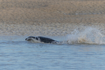 Common seal Phoca vitulina resting on a sandy beach at low tide or playing in the waves