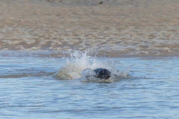 Common seal Phoca vitulina resting on a sandy beach at low tide or playing in the waves