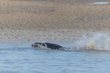 Common seal Phoca vitulina resting on a sandy beach at low tide or playing in the waves