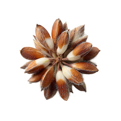 Lupine Flower seeds png