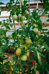 Juicy green tomatoes hanging from branches, greenhouse or vegetable garden.