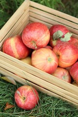 Fresh ripe apples in wooden crate on green grass outdoors, closeup
