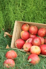 Fresh ripe apples in wooden crate and fallen leaves on green grass outdoors, closeup