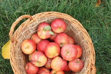 Fresh ripe apples in wicker basket on green grass outdoors, top view