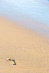 A single footprint in the wet sand at the water's edge on a calm beach. A minimalist concept of solitude, travel, a new beginning, or a lonely journey.
