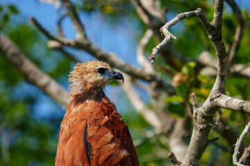 Black-collared hawk portrait against tangled Pantanal branches