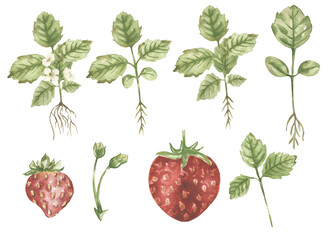 Watercolor Illustration set of strawberries growth stages elements, berry plant clipart